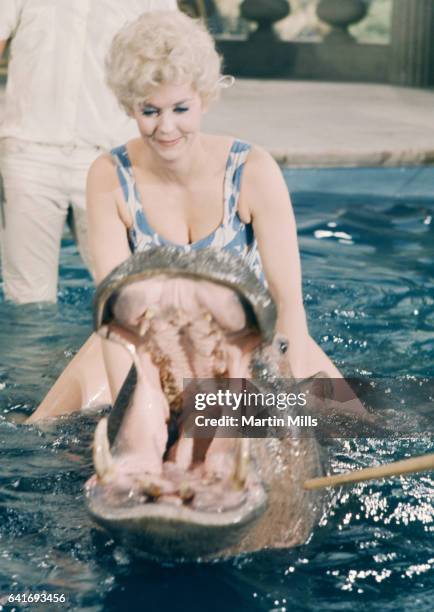 American actress and singer Donna Douglas rides a hippopotamus circa 1970's in Los Angeles, California.