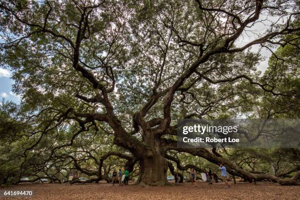 angel oak - angel oak tree stock-fotos und bilder