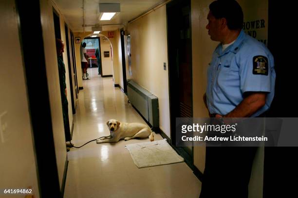 Prisoner at the mid-Orange Correctional facility in Warwick, New York standsl with a dog he is training on May 6, 2010. An organization named Puppies...