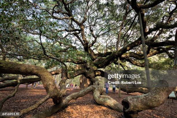 angel oak tree - sea islands stock pictures, royalty-free photos & images