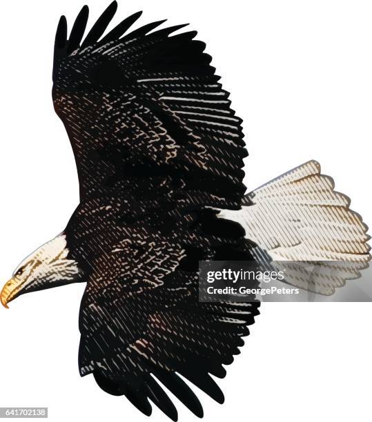 bald eagle flying. isolated on white background - bald eagle flying stock illustrations