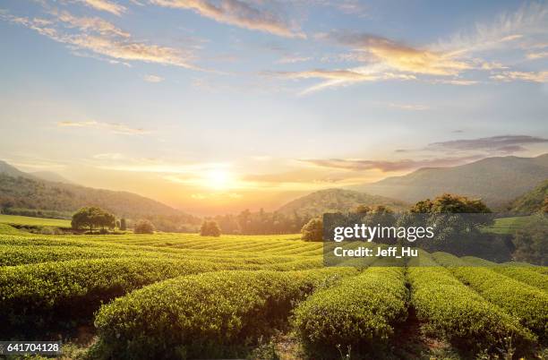 teeplantagen  - tea plantation stock-fotos und bilder