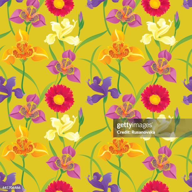 iris and tigridia pattern - iris flower stock illustrations