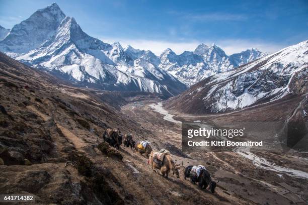 yaks carrying stuff to everest base camp, nepal - mount everest foto e immagini stock