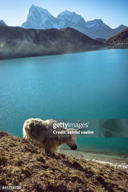 yaks at gokyo ri with gokyo lake and cholatse peak in the background, everest region - gokyo ri stock-fotos und bilder