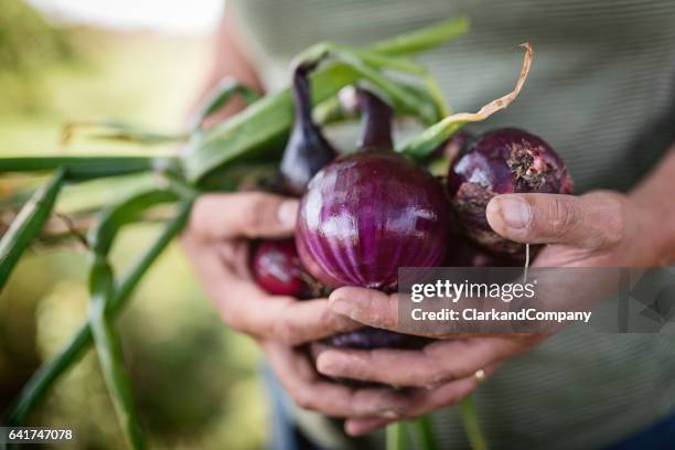 bonde håller ett gäng nyplockade rödlök. - spanish onion bildbanksfoton och bilder