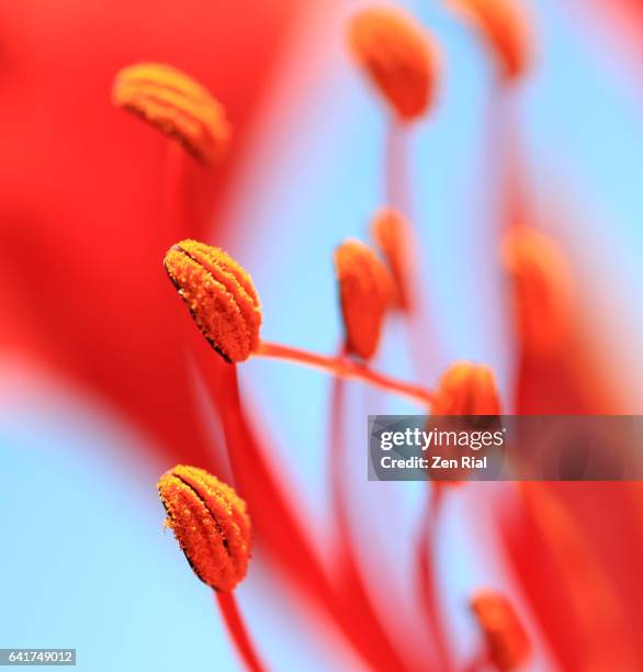 flower macro of royal ponciana - flamboyant - flame tree - delonix regia - fabaceae - caesalpinioideae - delonix regia stock pictures, royalty-free photos & images
