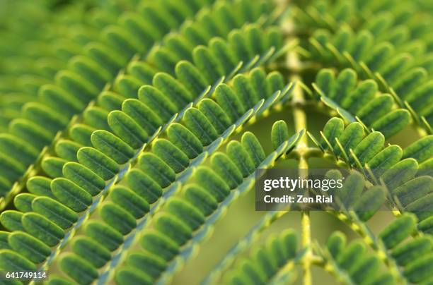 leaf of royal ponciana - flamboyant - flame tree - delonix regia - fabaceae - caesalpinioideae close-up - herhaling begrippen stockfoto's en -beelden