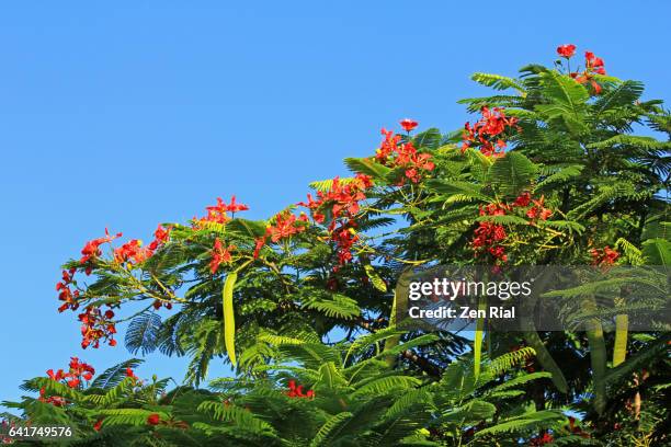royal ponciana - flamboyant - flame tree - delonix regia - fabaceae - caesalpinioideae - delonix regia stock pictures, royalty-free photos & images