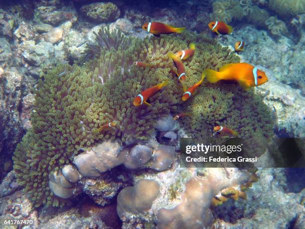 purple sea anemone  (heteractis magnifica) and clown fish (amphiprioninae) - anemone magnifica stock pictures, royalty-free photos & images