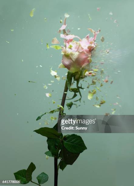 exploding flowers - rosa germanica foto e immagini stock