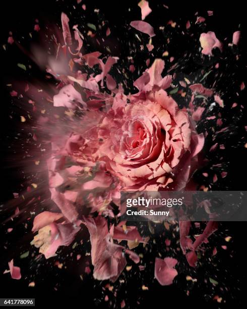 exploding flowers - peony petal stock pictures, royalty-free photos & images