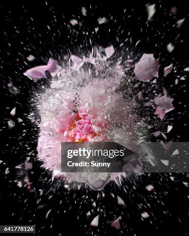 Exploding Flowers High-Res Stock Photo - Getty Images