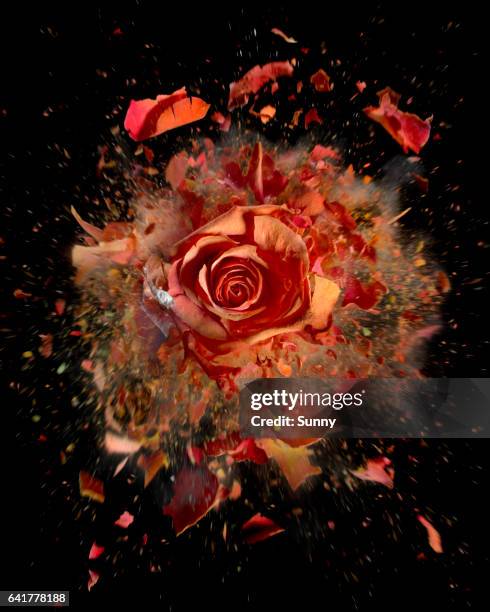 Flower Exploding Drawing Exploding Flowers Fotografías e imágenes de stock - Getty Images
