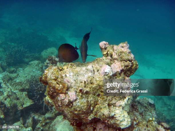 brown sailfin tang (zebrasoma scopas) and black surgeonfish - zebrasoma veliferum stock pictures, royalty-free photos & images