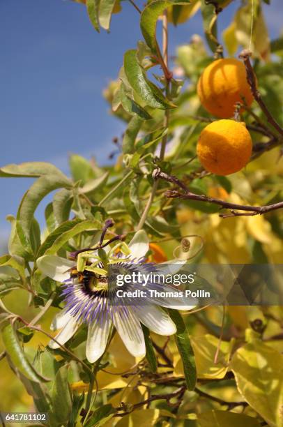 passion fruits and flowers - passion fruit flower images stock pictures, royalty-free photos & images