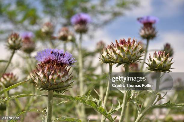 artichokes flowers - artichoke stock pictures, royalty-free photos & images