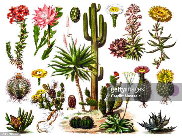cactus - dried flower stock illustrations