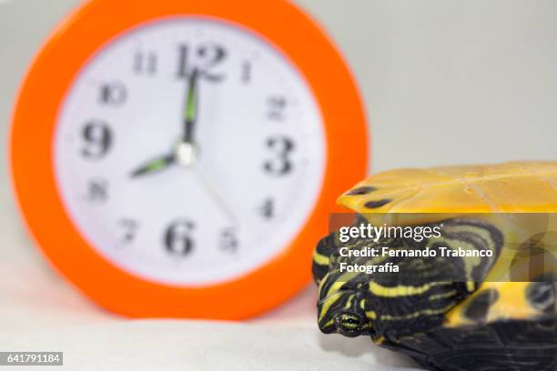 turtle upside down with insomnia - upside down tortoise stock pictures, royalty-free photos & images