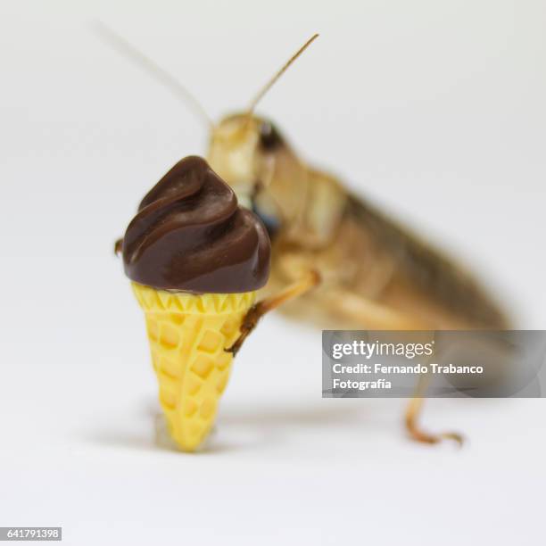 grasshopper eats a chocolate cornet - grasshopper drink stock pictures, royalty-free photos & images
