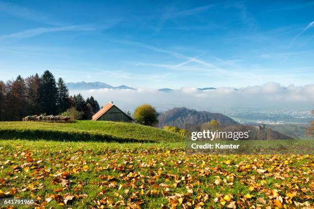 hügelige landschaft mit wiesen, wald, scheune und schafe - grassland stock-fotos und bilder