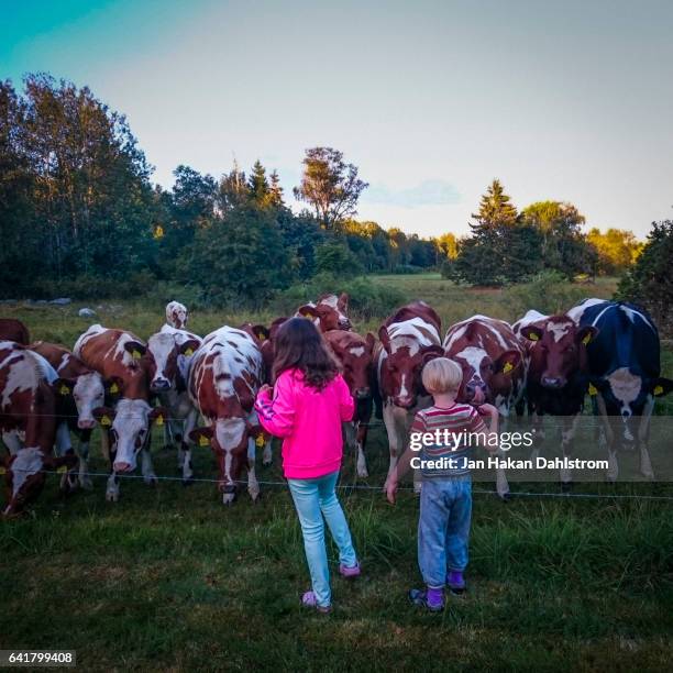 two children by a herd of cows - fences 2016 film stock-fotos und bilder