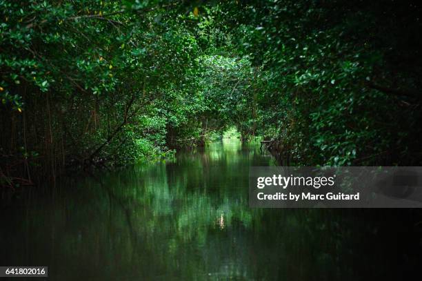 caroni swamp national park, trinidad, trinidad & tobago - gloomy swamp stock pictures, royalty-free photos & images