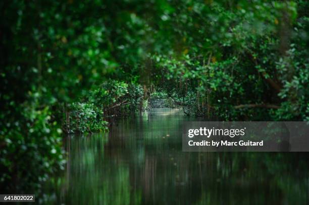 caroni swamp national park, trinidad, trinidad & tobago - gloomy swamp stock pictures, royalty-free photos & images