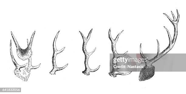deer horns - deer head stock illustrations