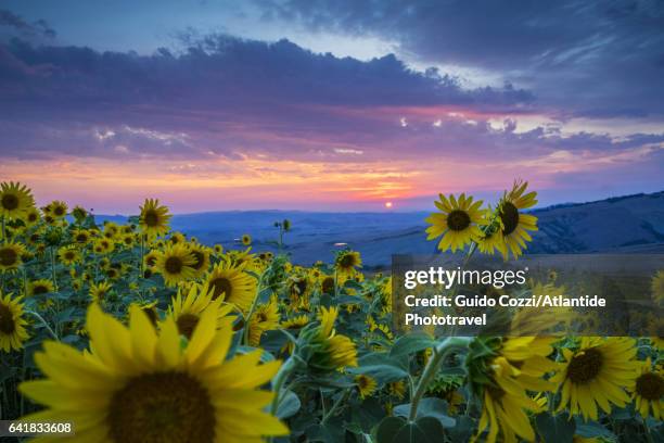 beautiful landscape with sunflowers - pienza stockfoto's en -beelden