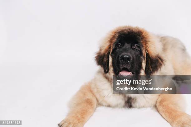 leonberger pup in the studio beautiful dog - leonberger stockfoto's en -beelden