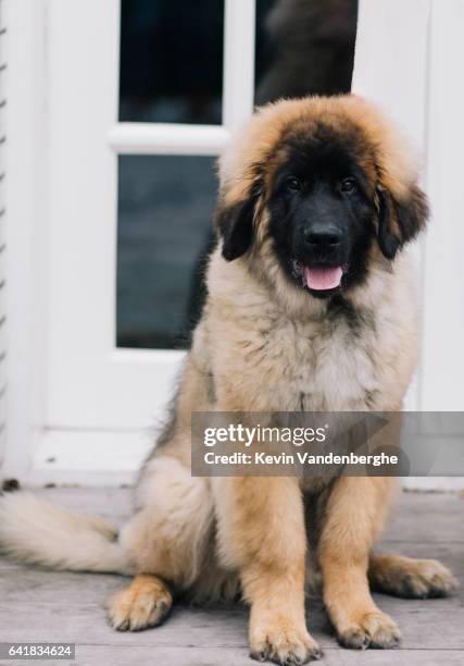 leonberger pup in the studio beautiful dog - leonberger bildbanksfoton och bilder