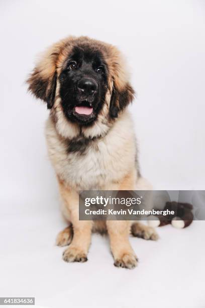 leonberger pup in the studio beautiful dog - leonberger stock pictures, royalty-free photos & images