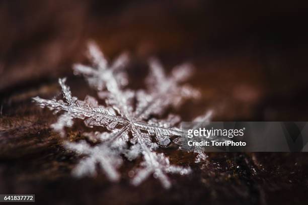 super macro shot of snowflake - february stock pictures, royalty-free photos & images