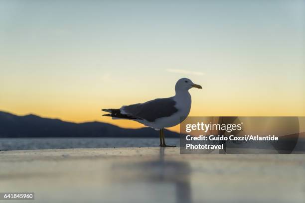 seagull on the ferry boat from monte argentario to isola del giglio - argentario stock pictures, royalty-free photos & images