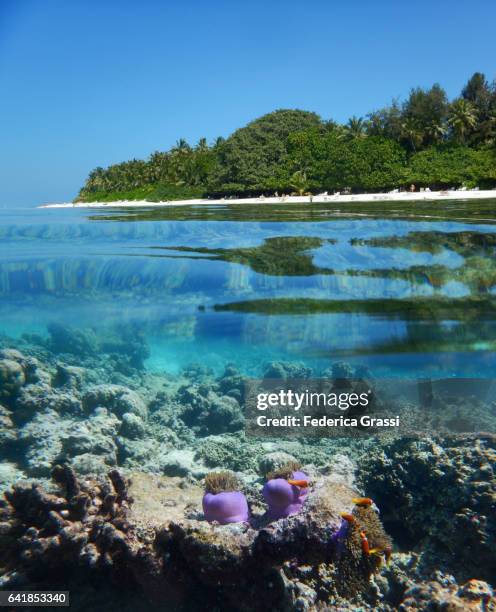 house reef of biyadhoo island and white sand beach - amphiprion akallopisos stock pictures, royalty-free photos & images