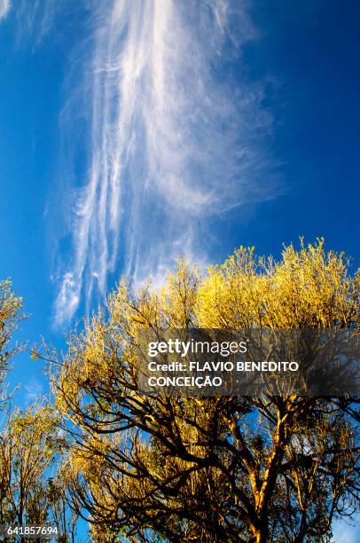 white tree and clouds in brazil - árvore stock-fotos und bilder