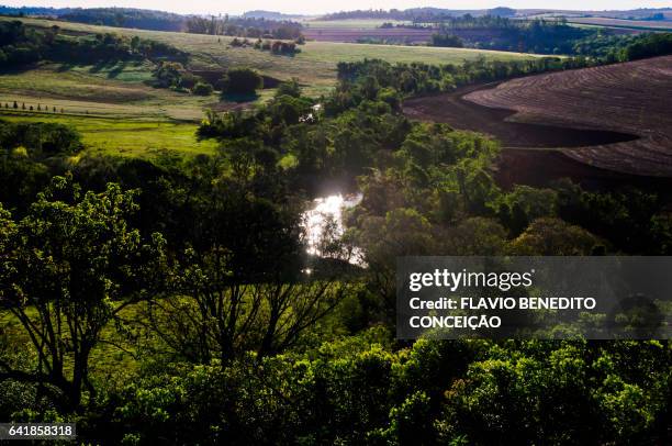 rural scene in londrina in brazil - árvore stock pictures, royalty-free photos & images