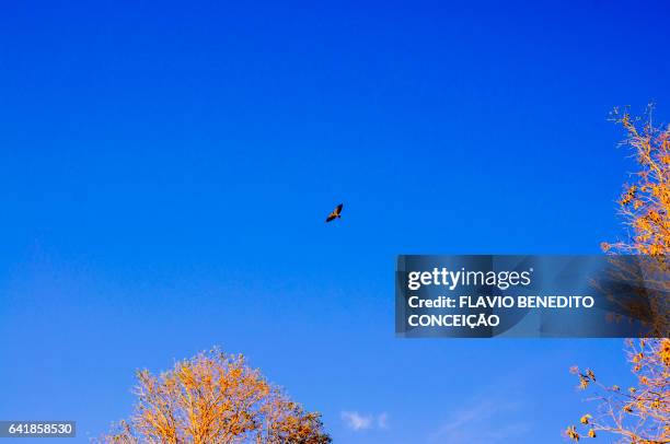 bird flying with blue sky in brazil - árvore stock pictures, royalty-free photos & images