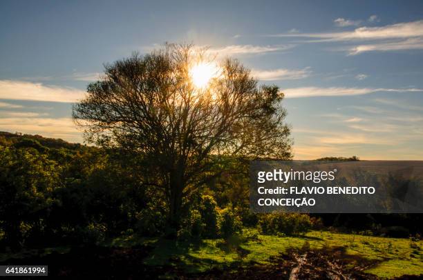 sunset on a farm in brazil - árvore stock pictures, royalty-free photos & images