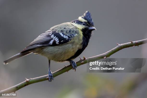 indian black lored tit (antogros) sitting on arose plant. - titmouse stock pictures, royalty-free photos & images