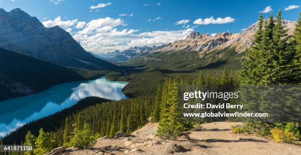 peyto lake - canada - spruce stock pictures, royalty-free photos & images