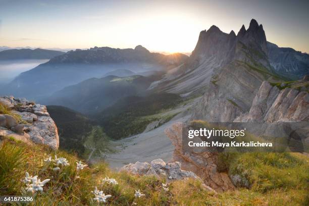 edelweiss sunrise at seceda - edelweiss stock pictures, royalty-free photos & images
