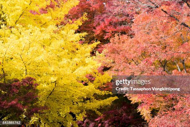autumn yellow ginkgo red maple momiji leaves - momiji tree stock pictures, royalty-free photos & images