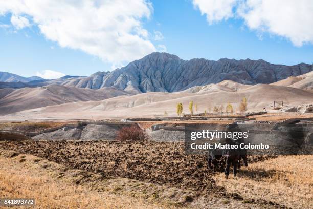 local farmer with yak, upper mustang, nepal - 羅馬丹 個照片及圖片檔