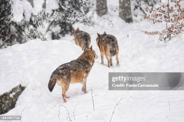 Wolf Rear View Photos and Premium High Res Pictures - Getty Images