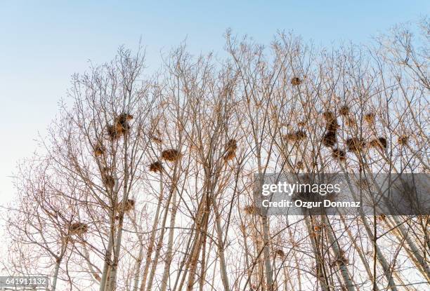 bird nests on tree - eskisehir fotografías e imágenes de stock