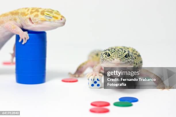 two animals playing a board game (parchis) - goblet cell stock pictures, royalty-free photos & images