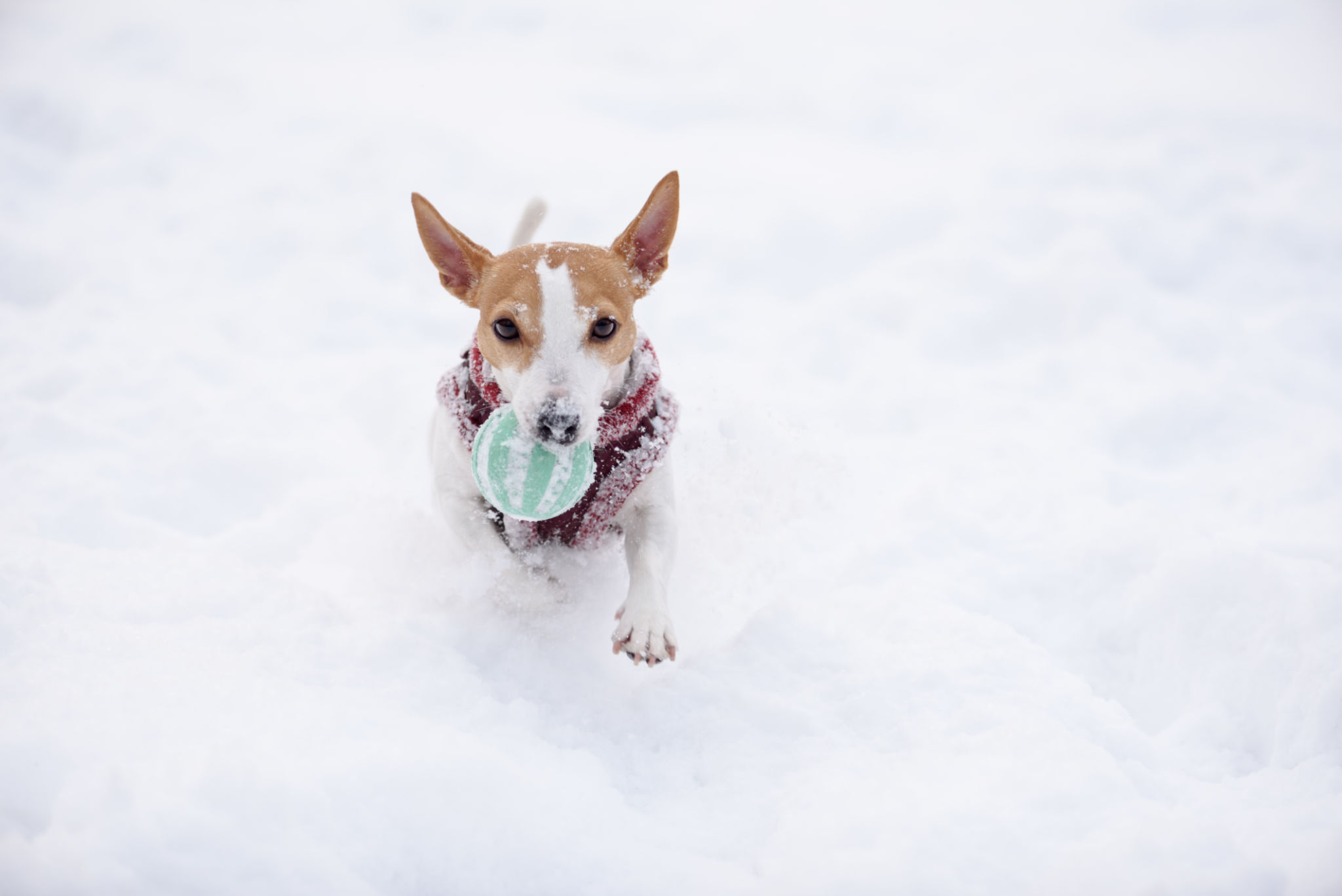 winter dog park