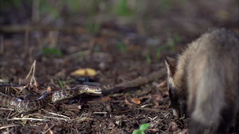 Snake Raccoon Raccoon Attack Videos and HD Footage - Getty Images